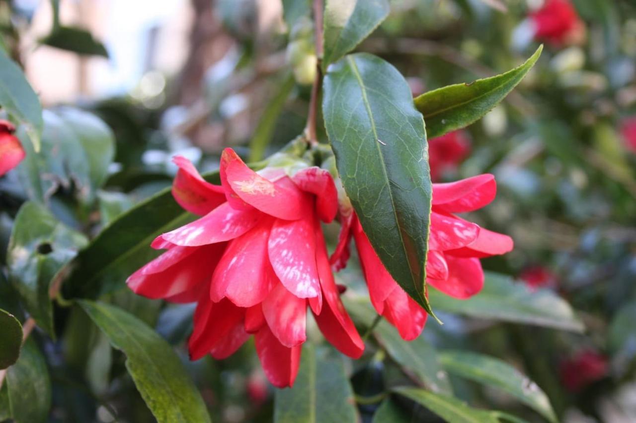 La Camelia D'Oro Lägenhet Oggebio Exteriör bild