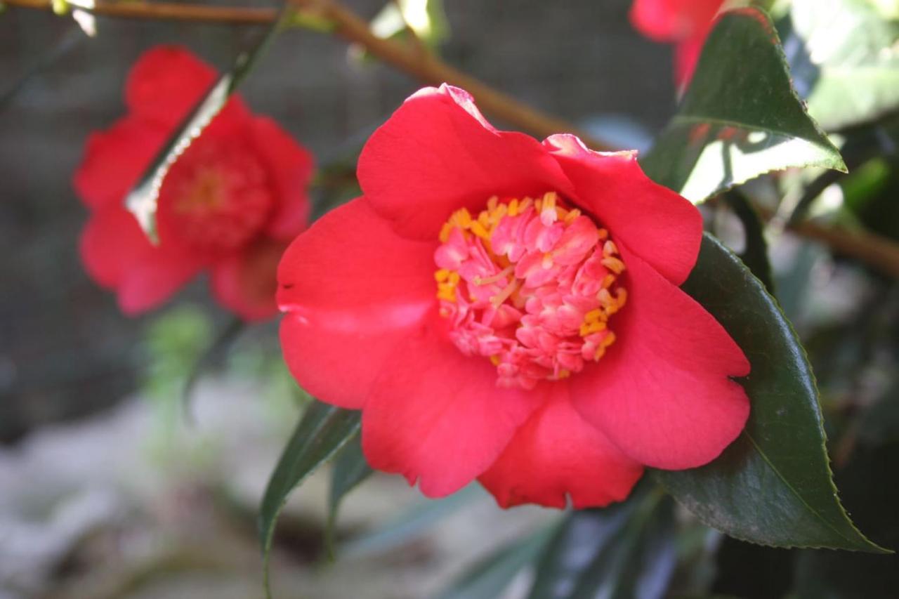 La Camelia D'Oro Lägenhet Oggebio Exteriör bild