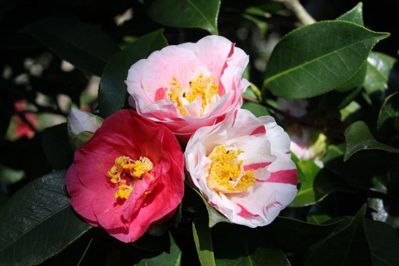 La Camelia D'Oro Lägenhet Oggebio Exteriör bild