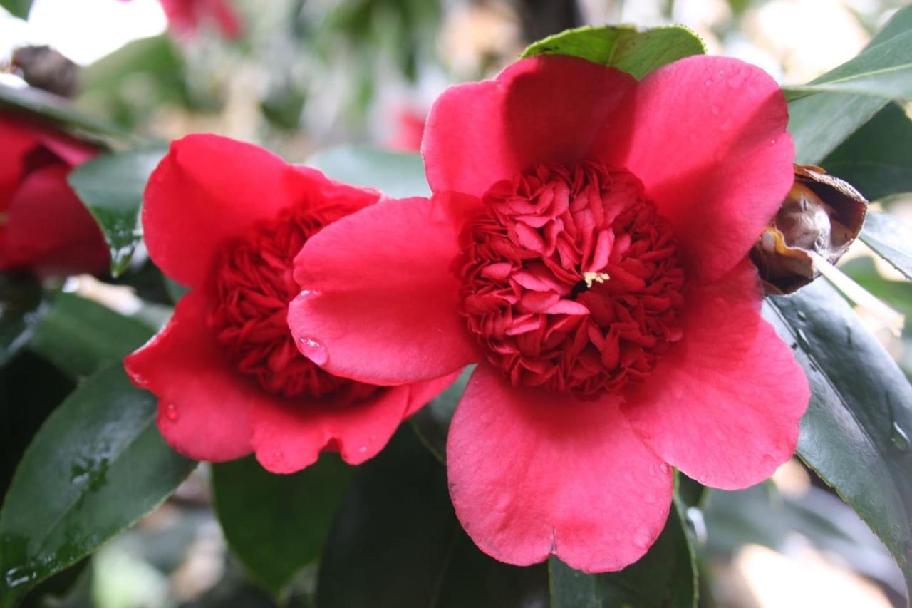 La Camelia D'Oro Lägenhet Oggebio Exteriör bild